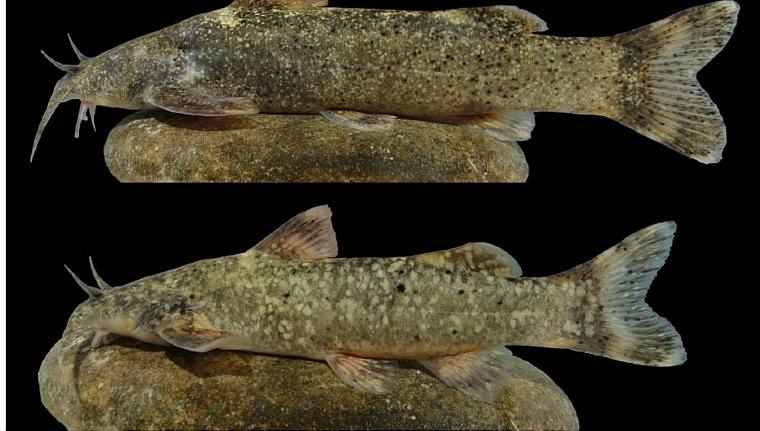 فوتبال در پاییز 1400/ از صعود تاریخی زنان فوتبالیست تا حکم تاریخی علیه گلگهر 14