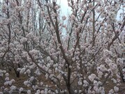 Florecen los árboles de los jardines de Abarkuh
