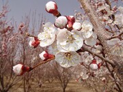 Colorful blossoms in Abarkooh; central Iran