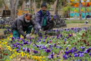 ۹ میلیون بوته انواع گل‌های بهاری در تبریز کاشته شد