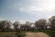 Kazvin'de badem ağaçlarının çiçek açmasından kareler