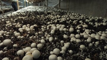سالانه یک هزار و ۵۰۰ تن قارچ در شهرستان همدان تولید می‌شود 