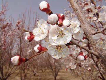 Colorful blossoms in Abarkooh; central Iran