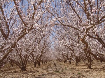 Colorful blossoms in Abarkooh; central Iran