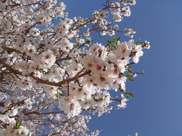 Colorful blossoms in Abarkooh; central Iran