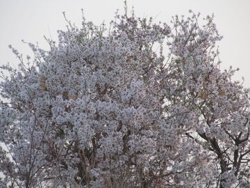 Colorful blossoms in Abarkooh; central Iran