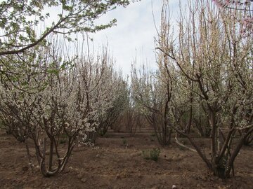 Colorful blossoms in Abarkooh; central Iran