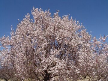 Colorful blossoms in Abarkooh; central Iran