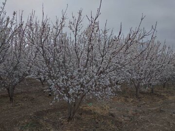 Colorful blossoms in Abarkooh; central Iran