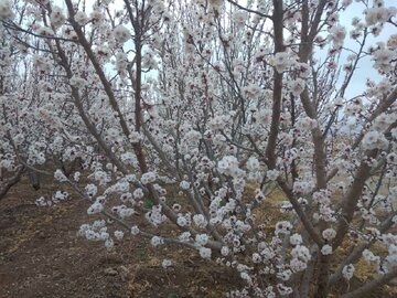 Colorful blossoms in Abarkooh; central Iran