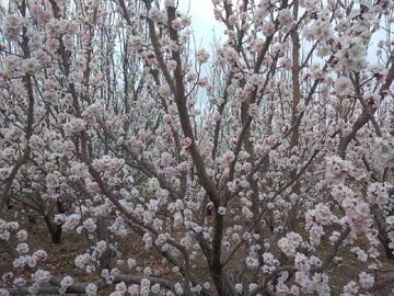 Colorful blossoms in Abarkooh; central Iran