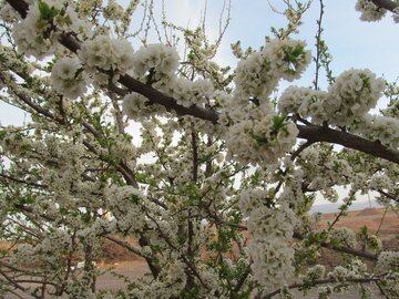 Colorful blossoms in Abarkooh; central Iran