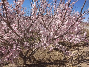 Colorful blossoms in Abarkooh; central Iran