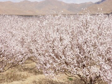 Colorful blossoms in Abarkooh; central Iran