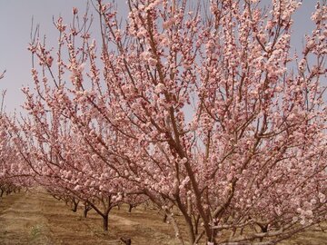 Colorful blossoms in Abarkooh; central Iran