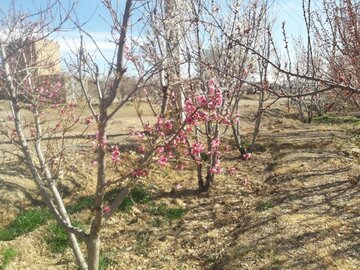 Colorful blossoms in Abarkooh; central Iran