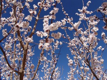 Colorful blossoms in Abarkooh; central Iran