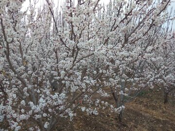 Les arbres fleurissent à Abarkooh (au centre de l'Iran)