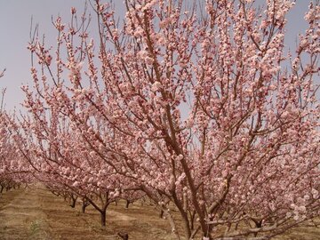 Les arbres fleurissent à Abarkooh (au centre de l'Iran)
