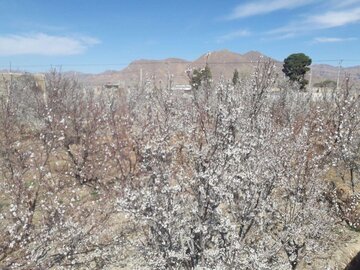 Les arbres fleurissent à Abarkooh (au centre de l'Iran)