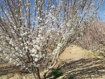 Les arbres fleurissent à Abarkooh (au centre de l'Iran)