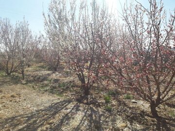 Les arbres fleurissent à Abarkooh (au centre de l'Iran)