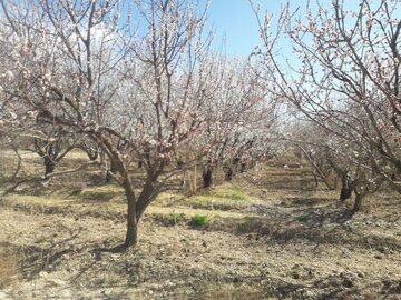 Les arbres fleurissent à Abarkooh (au centre de l'Iran)