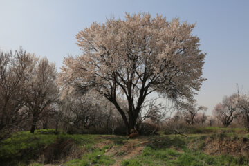 Kazvin'de badem ağaçlarının çiçek açmasından kareler