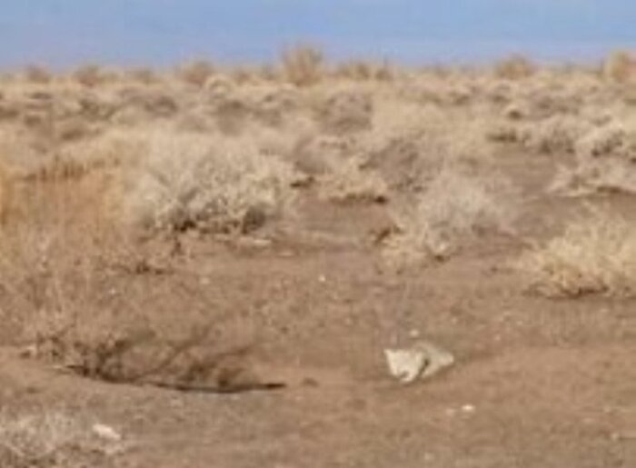 گونه ارزشمند گربه شنی در سبزوار مشاهده شد