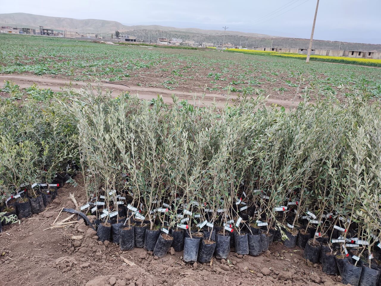 نهالستان‌های ایران در راستای طرح کاشت یک میلیارد درخت، ۲۵۰ میلیون اصله نهال تولید کردند