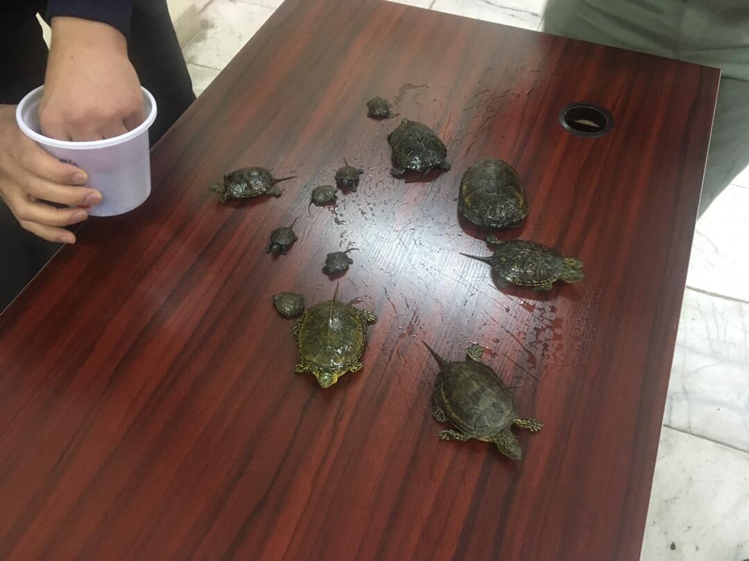 ۵۷ گونه حیوان وحشی غیرمجاز در بازار شهرری کشف شد ۵۷ گونه حیوان وحشی غیرمجاز در بازار شهرری کشف شد