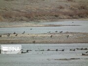 گردشگری در ایران/ تالاب‌های گلستان مقصد زیبای گردشگران نوروزی