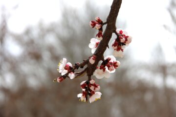 Spring blossoms of trees in Boroujerd, Loerstan Province