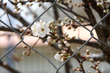 Spring blossoms of trees in Boroujerd, Loerstan Province