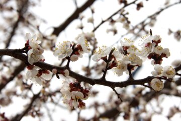 Spring blossoms of trees in Boroujerd, Loerstan Province