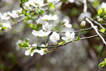 Spring blossoms of trees in Boroujerd, Loerstan Province