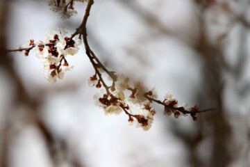 Spring blossoms of trees in Boroujerd, Loerstan Province