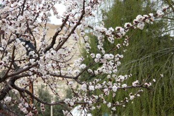 Spring blossoms of trees in Boroujerd, Loerstan Province