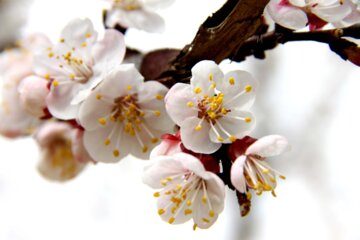 Spring blossoms of trees in Boroujerd, Loerstan Province