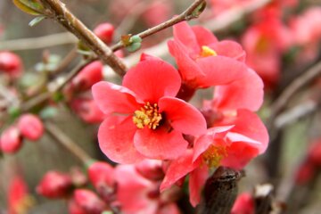 Spring blossoms of trees in Boroujerd, Loerstan Province