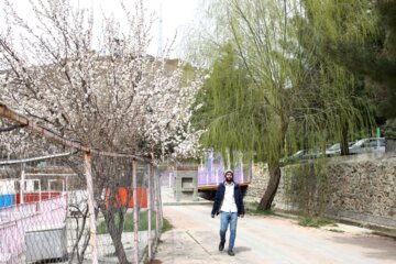 Spring blossoms of trees in Boroujerd, Loerstan Province