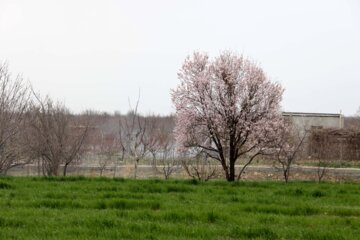 Spring blossoms of trees in Boroujerd, Loerstan Province