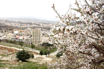 Spring blossoms of trees in Boroujerd, Loerstan Province