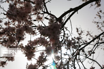 Spring blossoms of trees in Qazvin Province