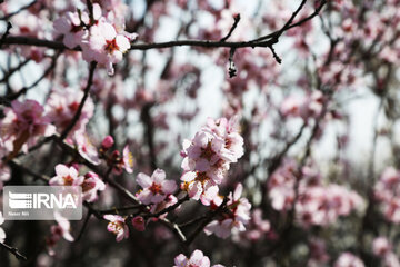 Spring blossoms of trees in Qazvin Province