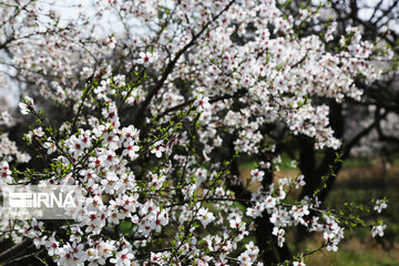 Spring blossoms of trees in Qazvin Province