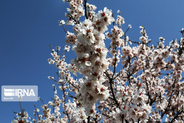 Spring blossoms of trees in Qazvin Province