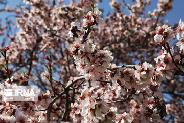 Spring blossoms of trees in Qazvin Province