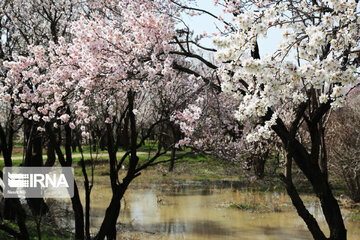 Spring blossoms of trees in Qazvin Province