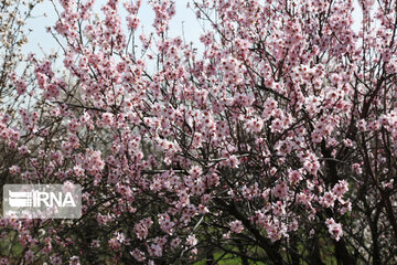 Spring blossoms of trees in Qazvin Province